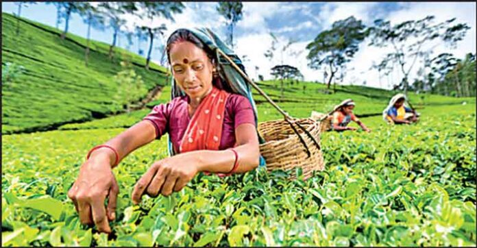 Sri Lanka's Tea Exports Grow 14 per cent in October despite Modest Value Gains