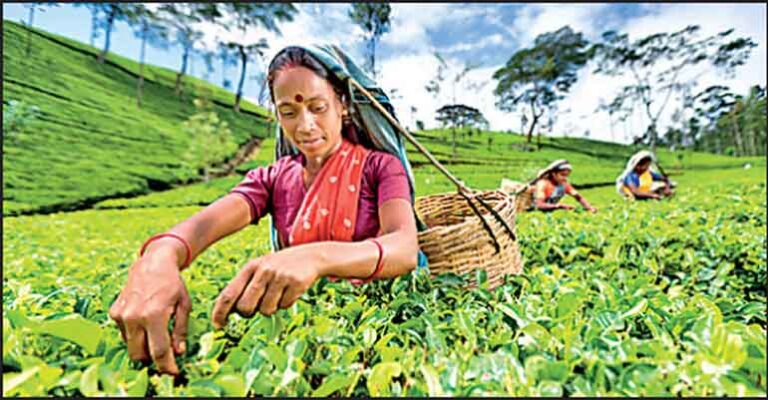 SL Tea Supply Chain Undergoes Transformation under Private sector Initiative