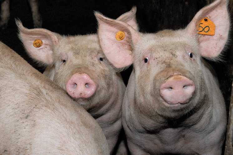 Urgent call for pig farm registration amid ASF outbreak in SL
