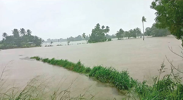 Crop damage assessment for Yala Season nears completion amid flooding concerns