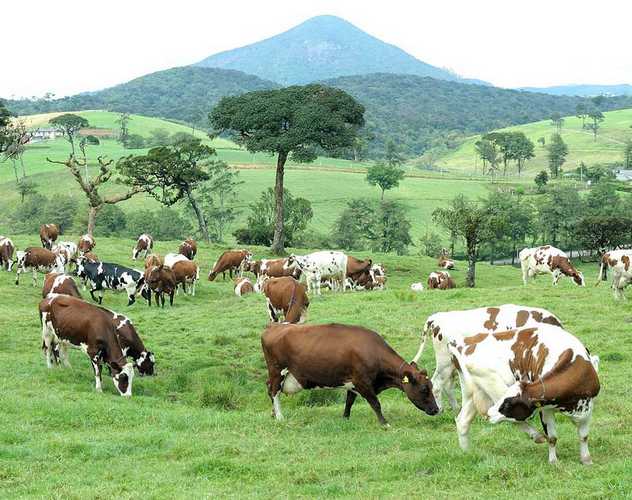 Lanka Milk Foods sets new milestone with record daily milk production at Ambewela Farms