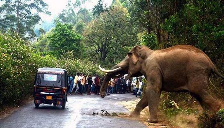 CEJ urges halt to disruptive elephant drives amid growing concerns over human-elephant conflict