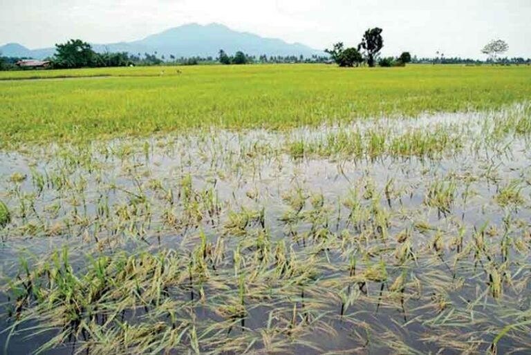 Compensation for flood-affected farmers to commence today (Jan 30)