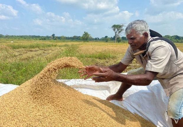Govt moves to regulate paddy purchases and ensure stable rice supply