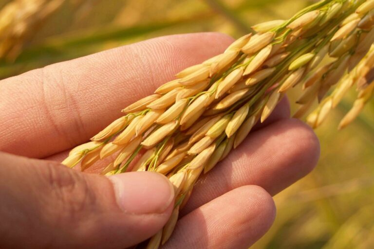 Govt to commence paddy purchase for Maha Season, plans to increase rice stocks