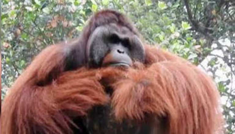 Dehiwala Zoo Announces the Loss of Its Last Orangutan