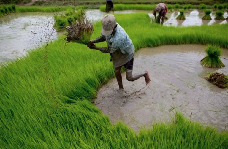 Flood-Affected Farmers to Receive Crop Compensation by Month-End