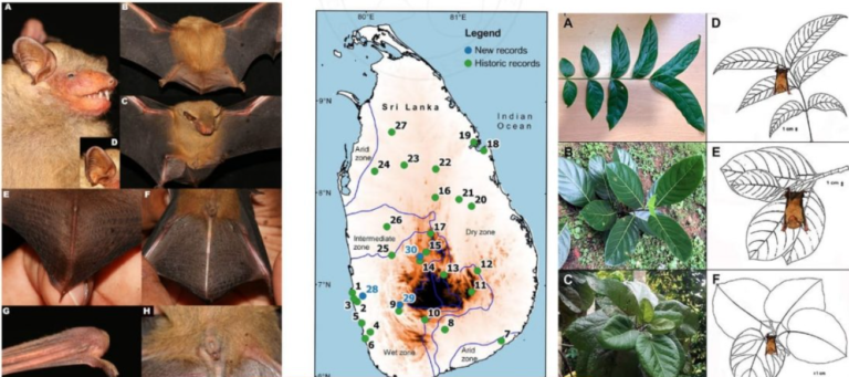 Rare Tickell’s Bat Rediscovered in Sri Lanka After 58 Years