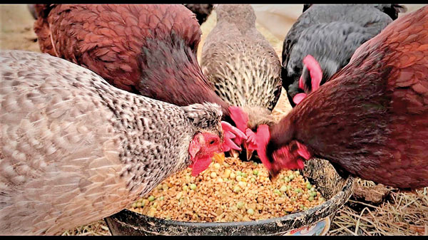 Sri Lanka secures deal for direct poultry exports to China, boosting local industry