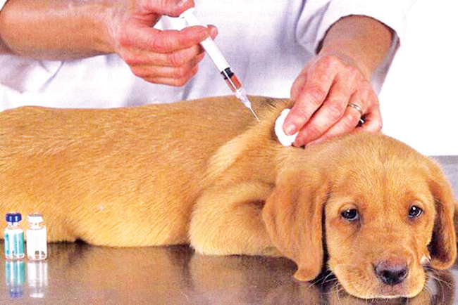 Animal Welfare Coalition calls for shift in rabies eradication programme management