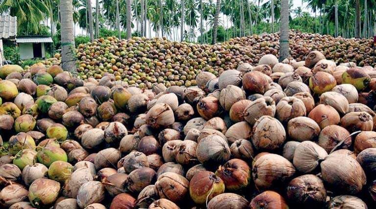 SL’s coconut industry could generate US$ 2.5 bn in revenue