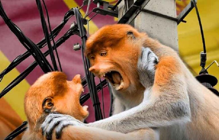 Sri Lanka becomes a laughing stock before international media over ‘Monkey Blackout’