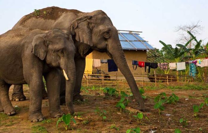 Sri Lanka reports over 3,400 wild elephant deaths amid ongoing human-elephant conflict