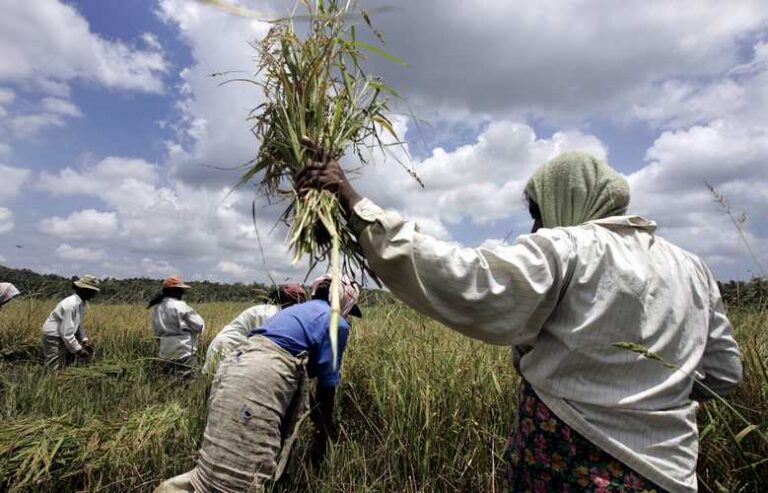 Agricultural Sector Faces Severe Setbacks amid Global Disruptions