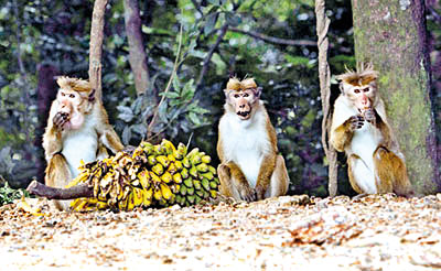 Special Committee formed to tackle wild animal crop damage and formulate management strategies