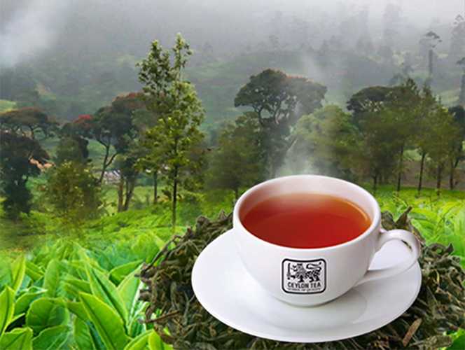 Ceylon Tea Edges Closer to Full GI Certification by 2025: Major Tasks Ahead