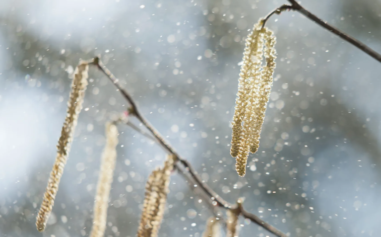 Climate change is supercharging pollen and making allergies worse