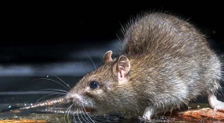 PHIs Warn of Rat Fever Risk After New Year Festivities in Paddy Fields