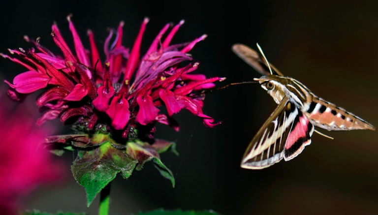 Where bees won’t go: The unloved pollinators of the underworld