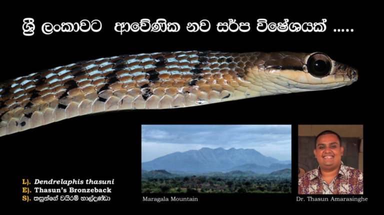 New Endemic Snake Species Discovered in Sri Lanka’s Maragala Range