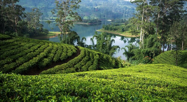 Sri Lanka Tea Exports Hit US $477Mn as April Crop Reaches five-year high