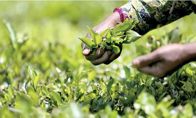 Tea Exports Rise, But Leaf Shortage Shuts down Factories