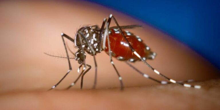 Mosquito-borne illnesses on the rise as public health concerns grow