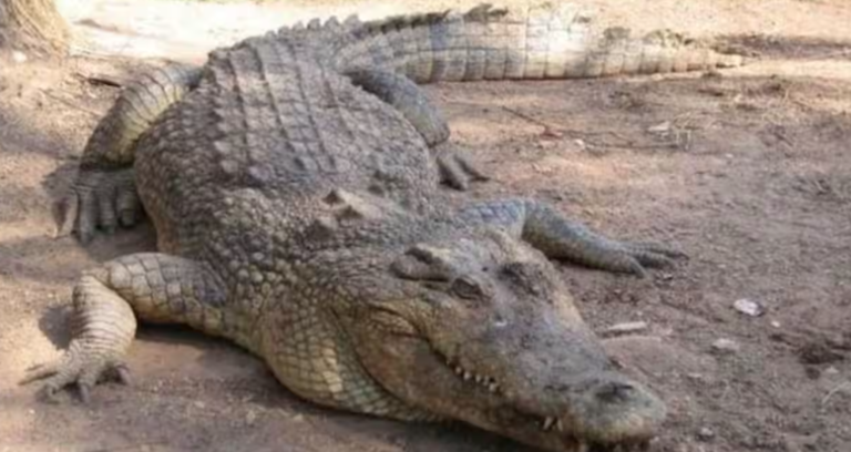 Meet Henry: The world’s oldest living crocodile, who has fathered 10,000 babies