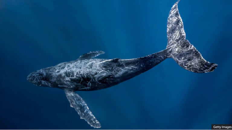 Oceans cannot become ‘wild west’, warns UN chief