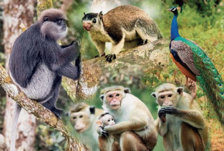 National Animal Census Reveals Millions of Monkeys, Peacocks, and Squirrels in Sri Lanka