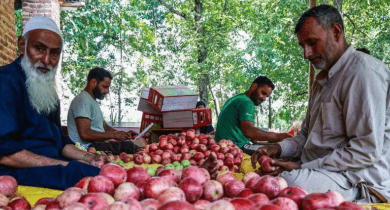 Indian scientists search for the perfect apple