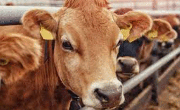 Screenshot 2025-06-20 at 07.33.13