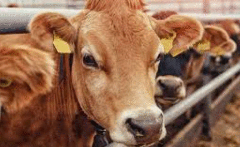 Rs. 2.1 Billion Loss in Milch Cow Import Deal: Deputy Minister Vows Legal Action