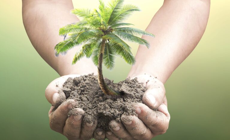 US Tariff Blow Puts Sri Lanka’s $857M Coconut Industry at Risk