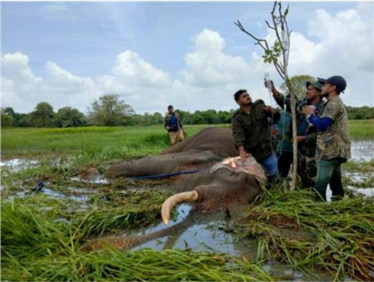 Majestic tusker ‘Bhathiya’ no more