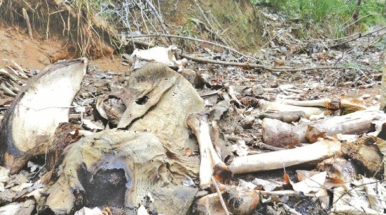 Six Elephant Carcasses Found in Dambulla Forest Reserve Amid Concerns of Poaching, Negligence