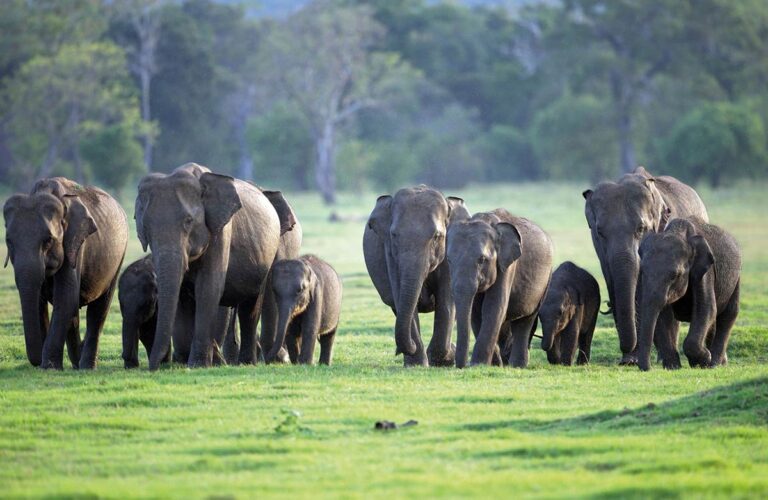 Rising elephant injuries spark concern amid allegations of organised attacks