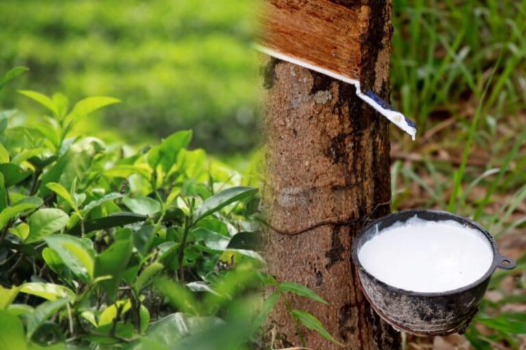 US Tariff Hike Threatens Sri Lanka’s Tea and Rubber Exports