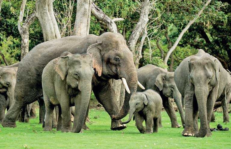 Authorities launch in-depth probe into rising elephant deaths beyond protected forests