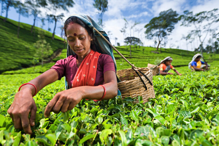 Sri Lanka’s Tea Exports Face Headwinds amid new US Tariff Changes