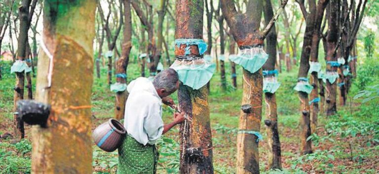 Sri Lanka Launches National Mapping Project to Certify Rubber Lands Using GIS Technology Sri Lanka Launches National Mapping Project to Certify Rubber Lands Using GIS Technology