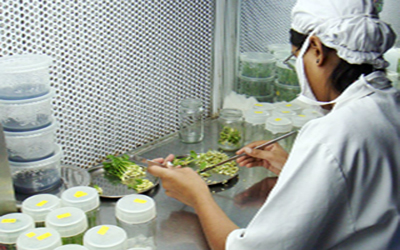 Banana Tissue Culture Lab Boosts North Central Farmers
