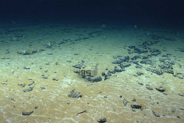 Europe unveils the largest treasure ever found beneath the ocean—with nearly 45,000 tons extracted each year