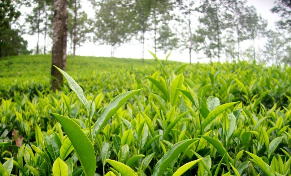 Sri Lanka Seeks EU GI Tag to Protect Ceylon Tea