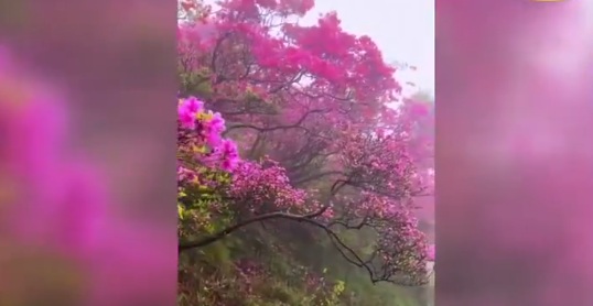 Horton Plains Witnesses Spectacular Bloom of Elusive Nelu Flower After Over a Decade