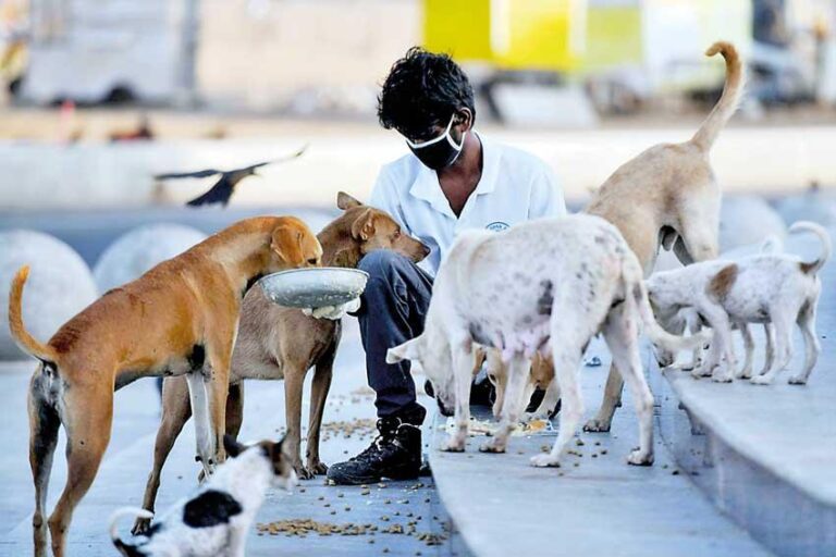 Animal Welfare Group Urges Swift Action as Stray Dog Crisis Escalates in Sri Lanka