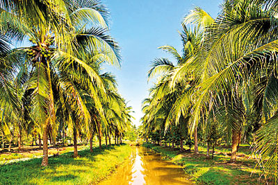 Nationwide Drive to Distribute Half a Million Coconut Plants Launches