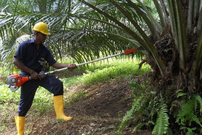 Sri Lanka’s Oil-Palm Ban Drains Billions in Foreign Exchange