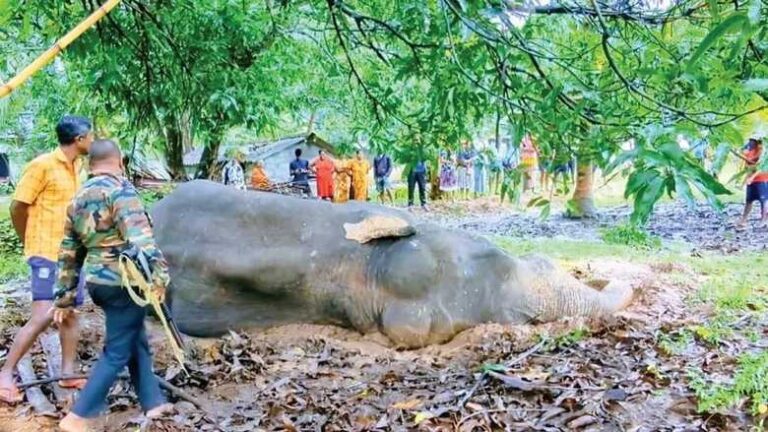 Three Held After Brutal Attack on Wild Elephant Shocks Mihinthale