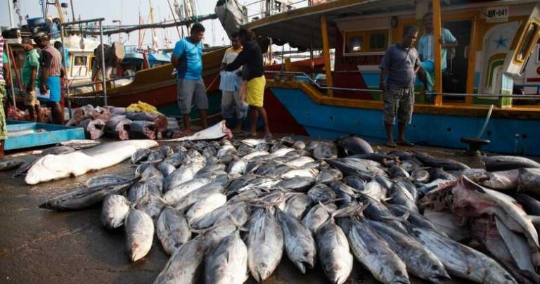 Tender Manipulation Web Tightens Grip on Fisheries Harbours